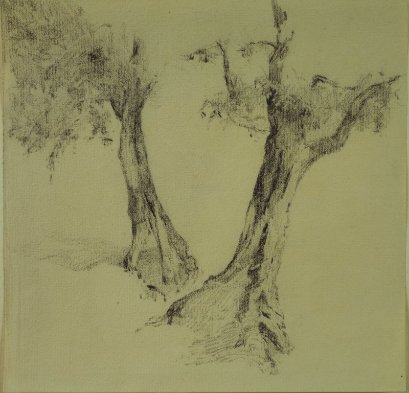 1909-1913 ca. -  Alberi